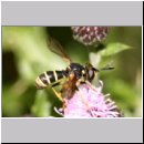 Conops flavipes - Dickkopffliege m09.jpg